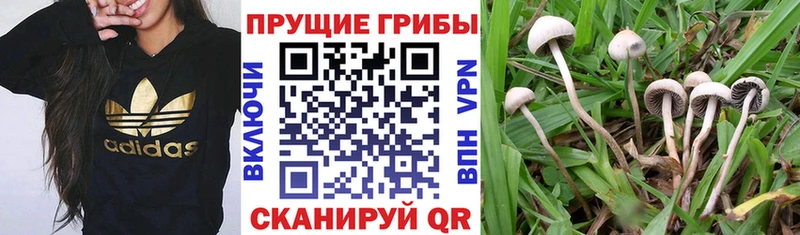 Псилоцибиновые грибы MAGIC MUSHROOMS  где продают   Пыталово 